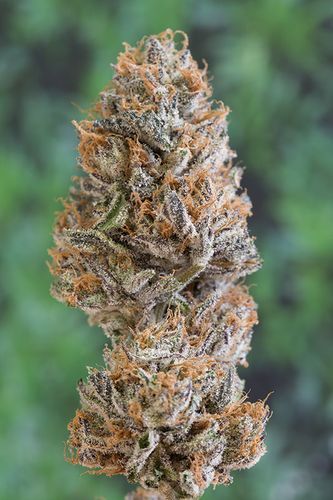 Bubba's Gift Feminized Seeds