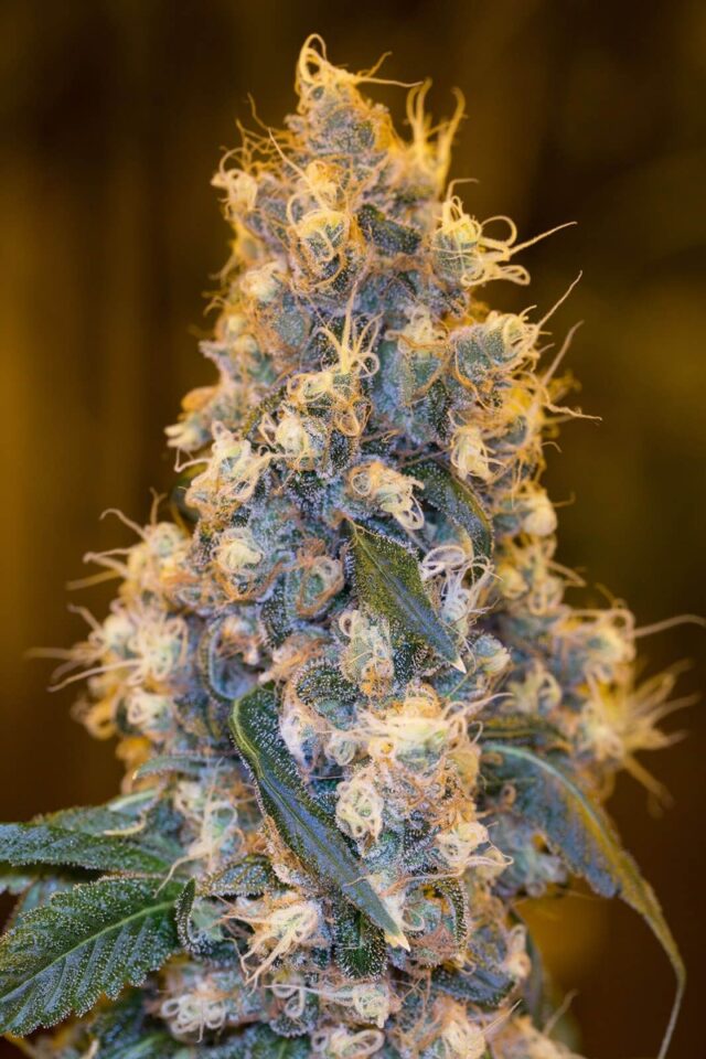 Blue Fire Feminized Seeds