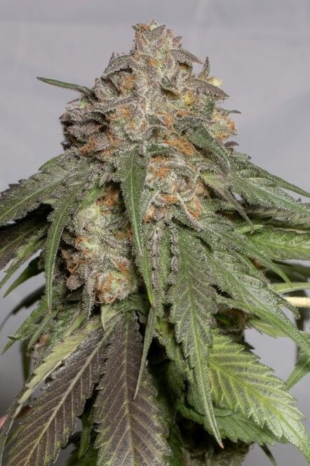 Blueberry Headband Feminized Seeds