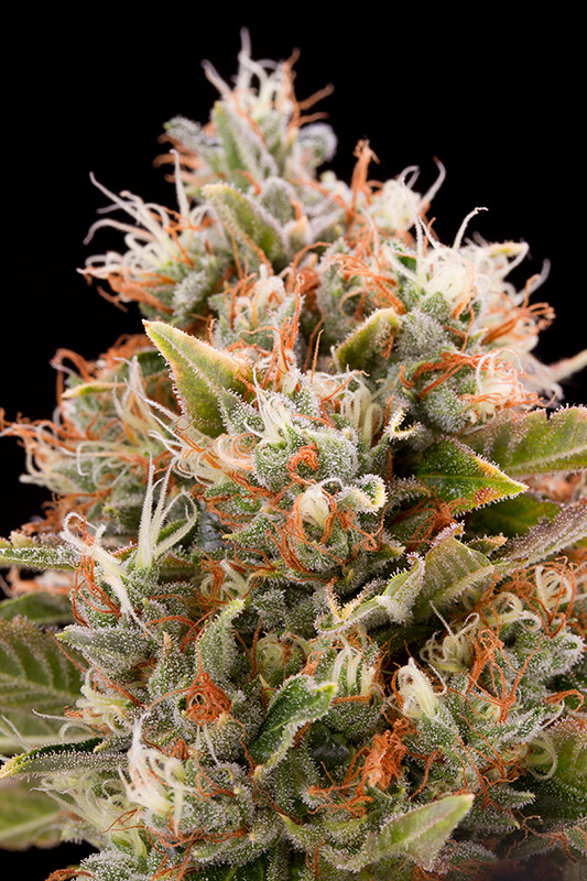 Chemdawg Feminized Seeds