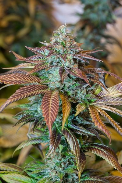 Lemon Kush Headband Feminized Seeds