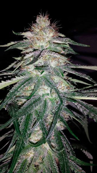 Lost Coast OG Feminized Seeds