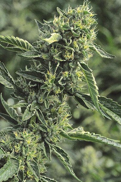 OG Kush Feminized Seeds