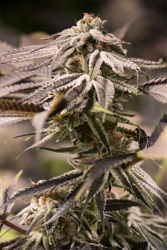 Passion Fruit Punch Feminized Seeds