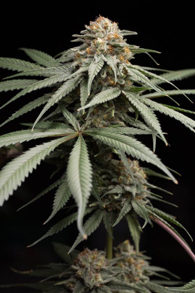 Sunrise Sherbert Feminized Seeds