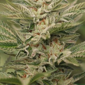 Sapphire Scout Feminized Seeds