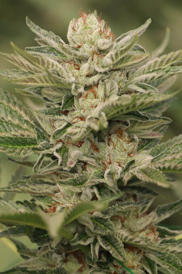 Sapphire Scout Feminized Seeds