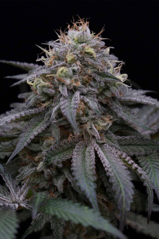 Sugar Breath Feminized Seeds