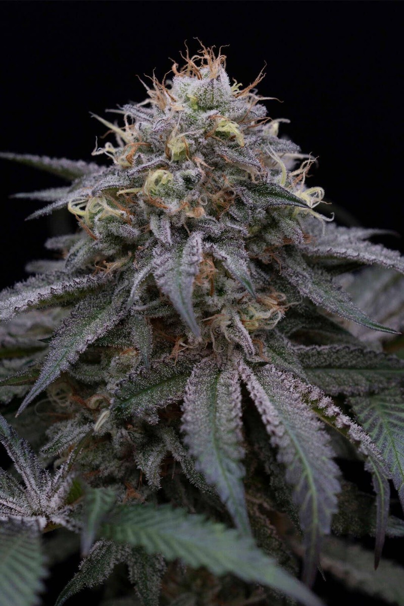 Sugar Breath Feminized Seeds Sugar Breath Feminized Seeds