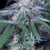 Velvet Octane Feminized Seeds
