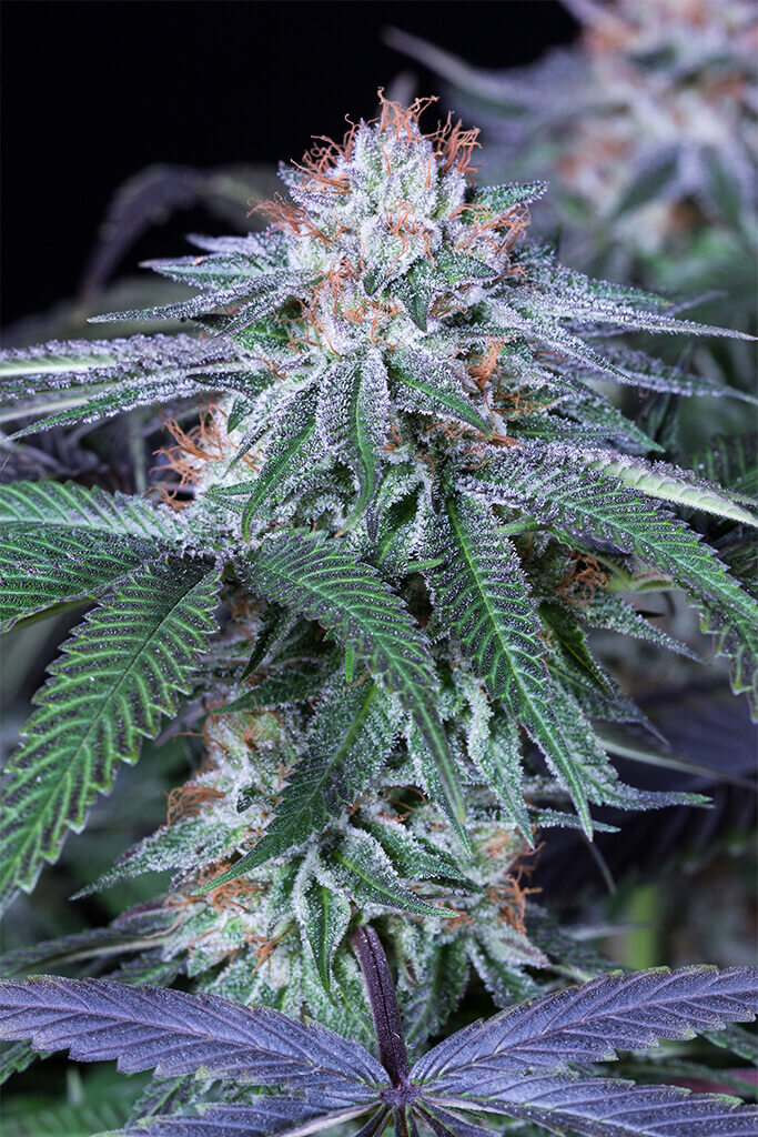 Velvet Octane Feminized Seeds Velvet Octane Feminized Seeds
