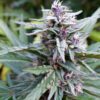 Hi-Biscus Feminized Seeds