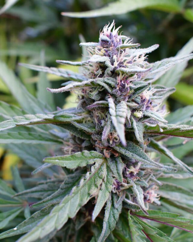 Hi-Biscus Feminized Seeds