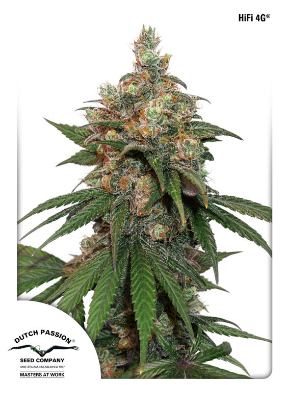 HiFi 4G Feminized Seeds