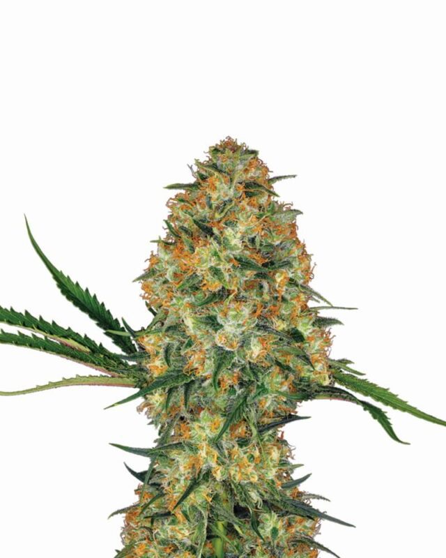 Hindu Kush Auto Feminized Seeds