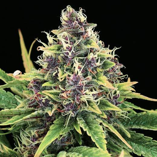 Hindu Kush Feminized Seeds