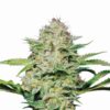 Buy Hindu Kush Feminized Seeds by Nirvana in America - Image 2