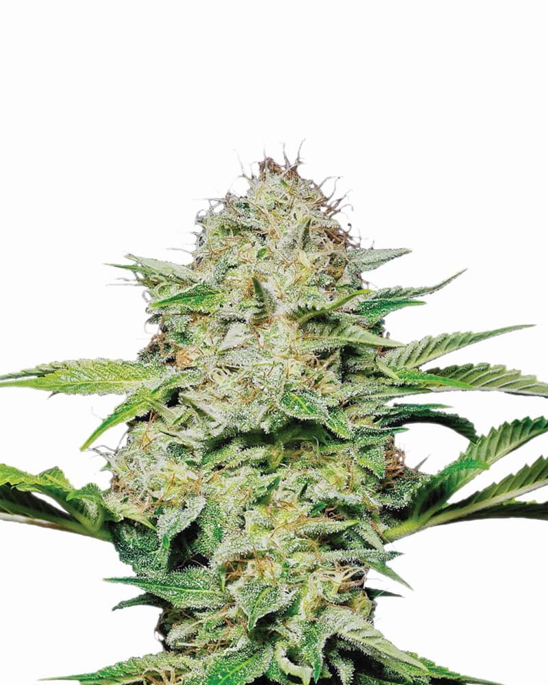 hindu-kush-fem_1
