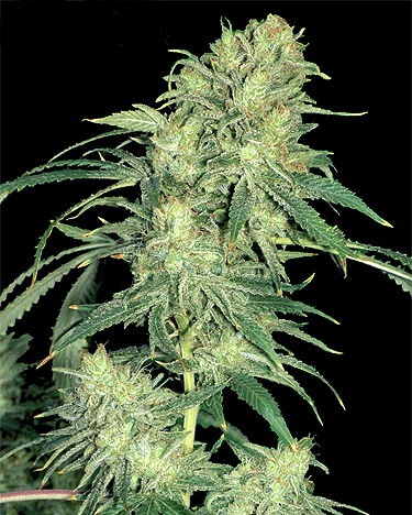 Hindu Kush Regular Seeds