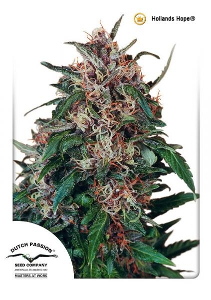 Hollands Hope Regular Seeds