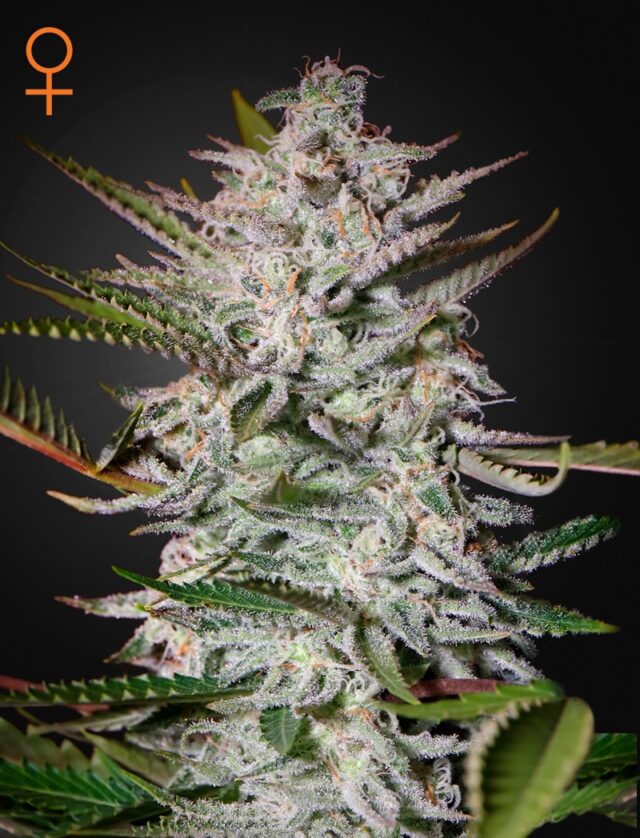 Holy Punch Feminized Seeds