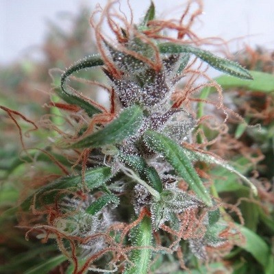 Honduras Regular Seeds - Breeders Pack