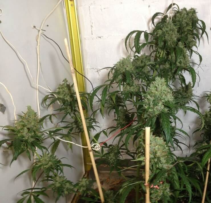 Buy Honduras x Panama Regular Seeds by Ace Seeds in America - Image 2