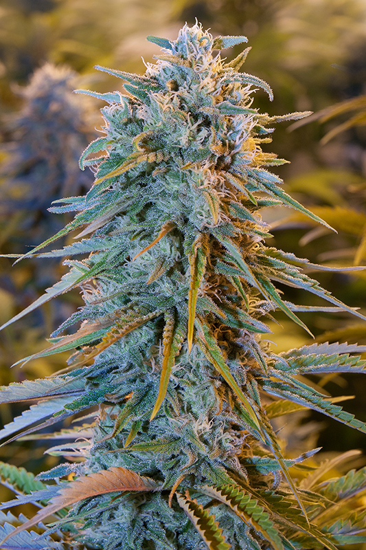 Blue Dream Feminized Seeds