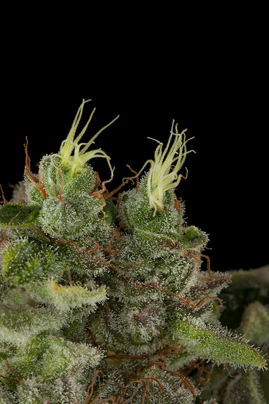 Bubba Kush Feminized Seeds