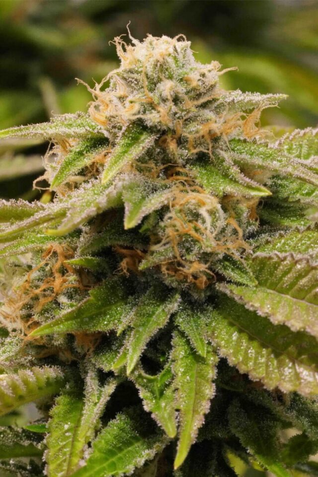 Gorilla Breath Feminized Seeds