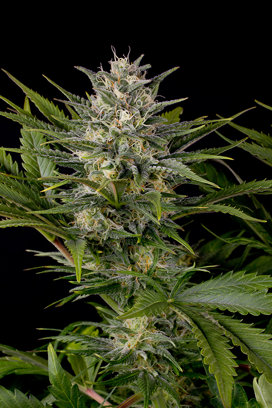 Pineapple Skunk Regular Seeds