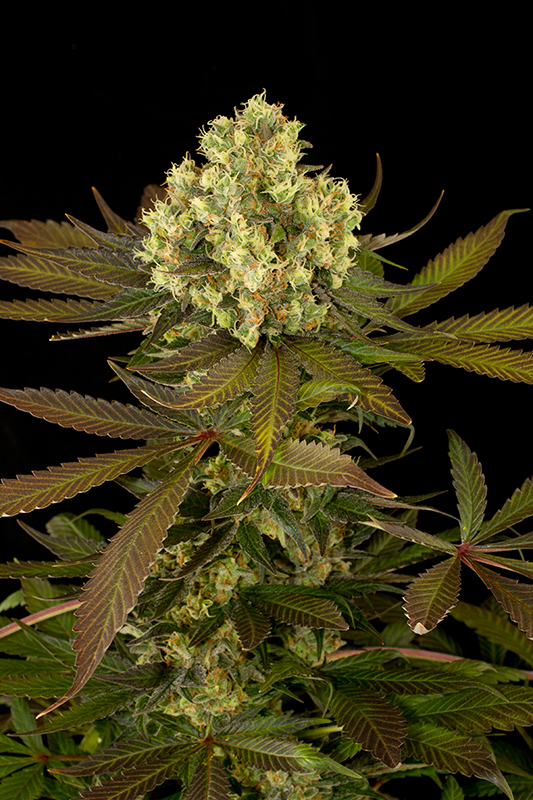 Sour Blueberry Feminized Seeds