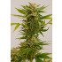 Sour Diesel #2 Feminized Seeds