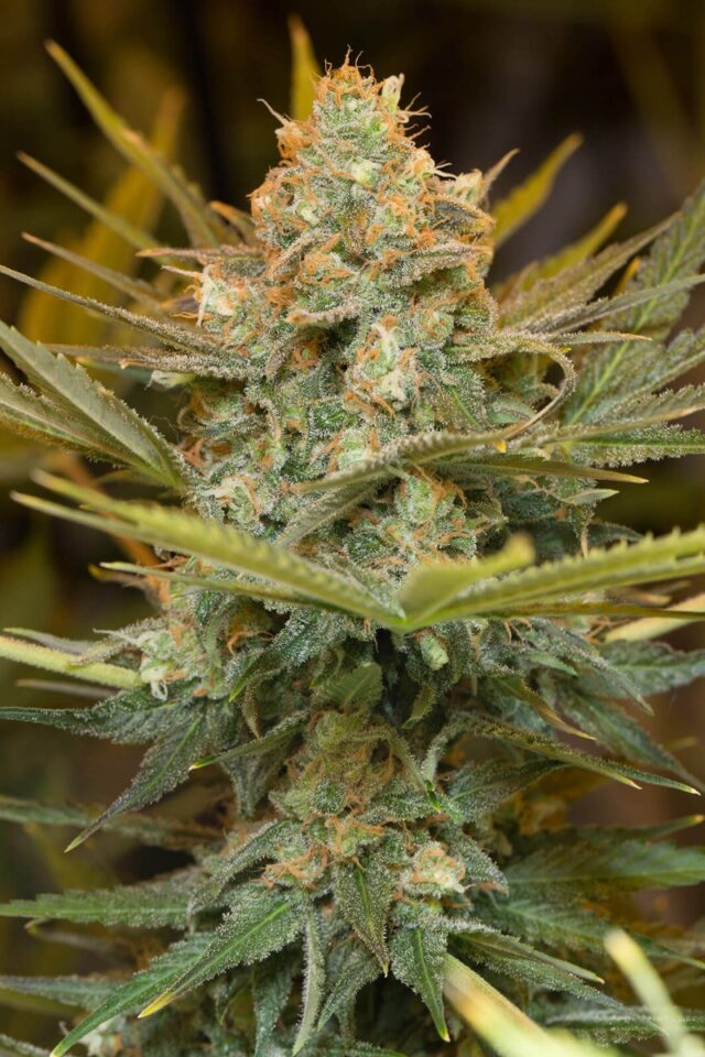 Three Blue Kings Feminized Seeds