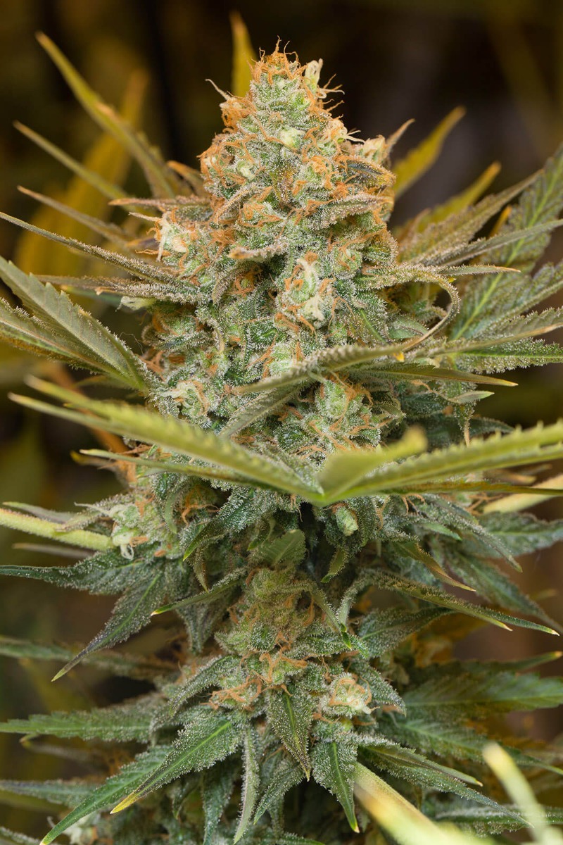 Three Blue Kings Feminized Seeds Three Blue Kings Feminized Seeds