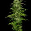 Dream Queen Feminized Seeds