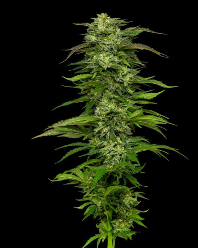 Dream Queen Feminized Seeds