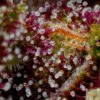 Squirt Feminized Seeds
