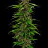 Squirt Feminized Seeds