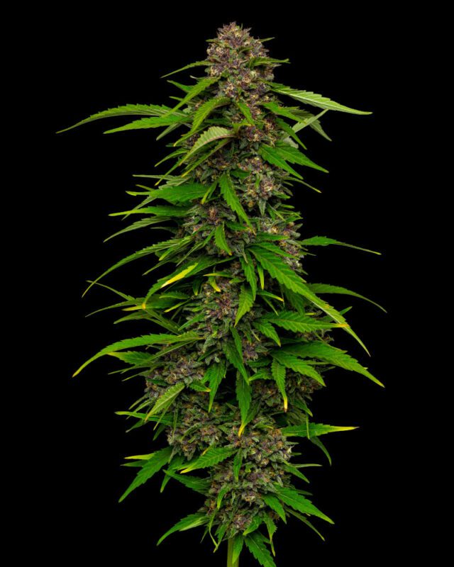 Squirt Feminized Seeds