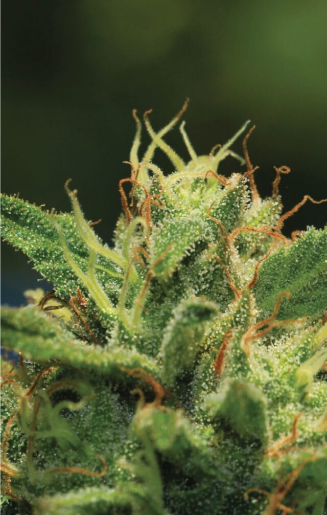 Humboldt Sour Diesel Feminized Seeds