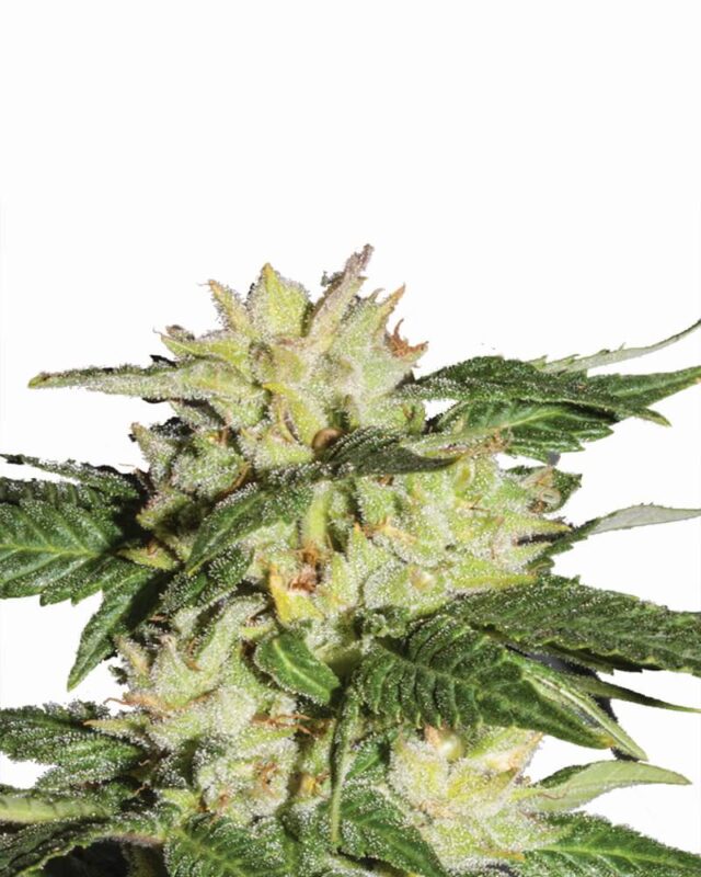 Ice Auto Feminized Seeds