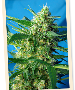 NYC Diesel Auto (formerly Ice Cool Auto) Feminized Seeds