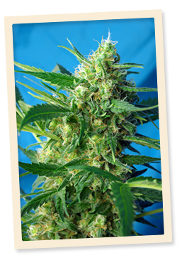 NYC Diesel Auto (formerly Ice Cool Auto) Feminized Seeds NYC Diesel Auto (formerly Ice Cool Auto) Feminized Seeds
