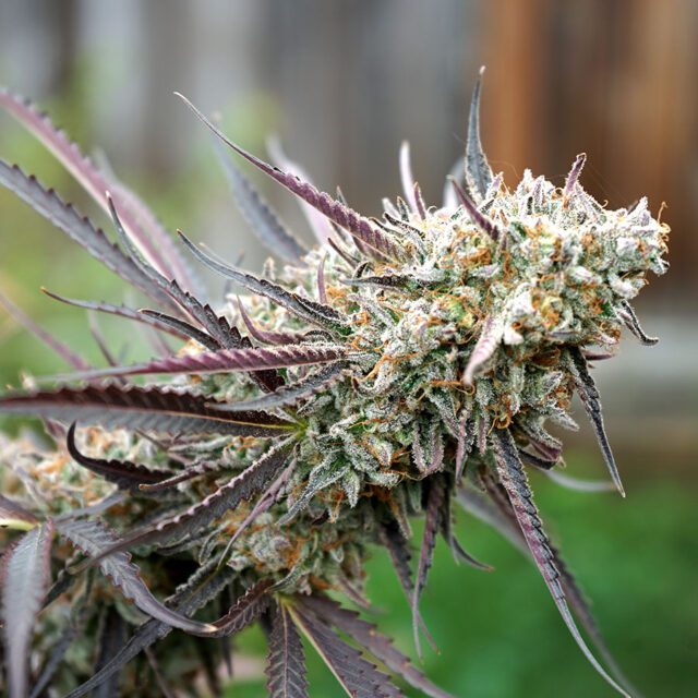 Ice Cream Cake FAST Feminized Seeds