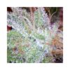 Buy Ice Feminized Seeds by Nirvana in America - Image 2