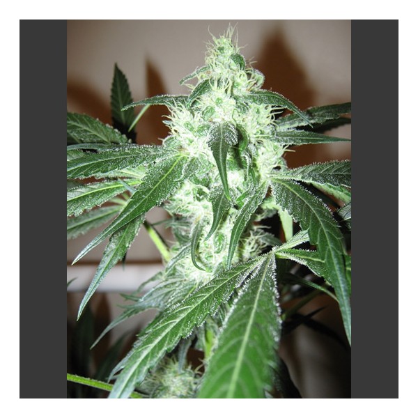 Ice Feminized Seeds