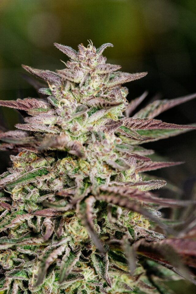 Ice Cream Cake FAST Feminized Seeds