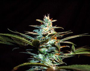 NYC Diesel (formerly Ice Cool) Feminized Seeds