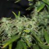 Buy Amnesia Auto Feminized Seeds by Seedsman in America - Image 6